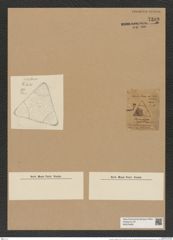 Triceratium neglectum Grev. (de-Toni-Nr.: Genus 140, Species 3904) Zeichnungen Sammlung Grunow Nr. 7389 (NHMW-BOT-W0376458)